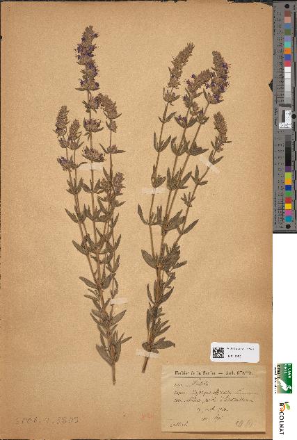 spécimen de Hyssopus officinalis