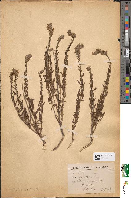 spécimen de Hyssopus officinalis