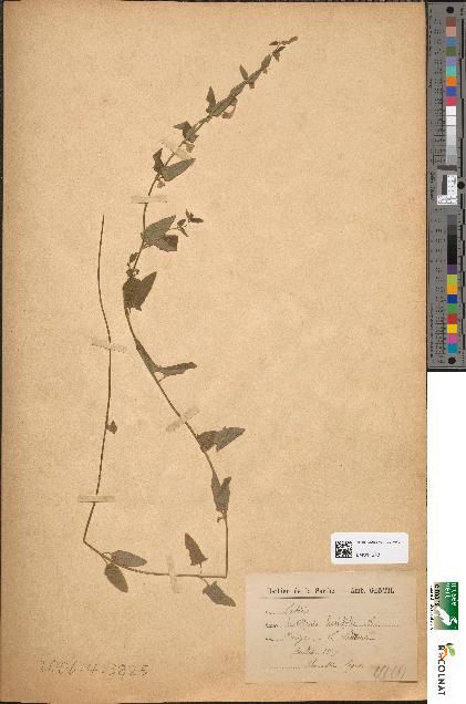 spécimen de Scutellaria hastifolia