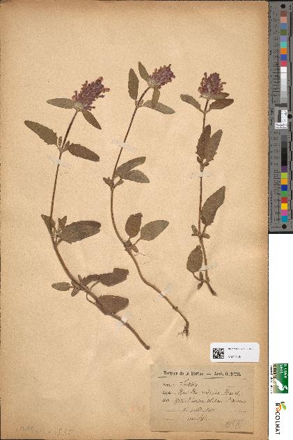 spécimen de Prunella vulgaris