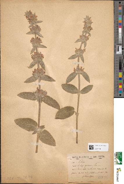 spécimen de Stachys germanica