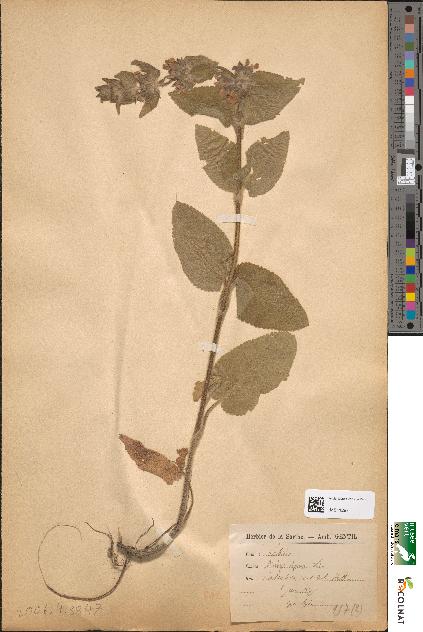 spécimen de Stachys alpina