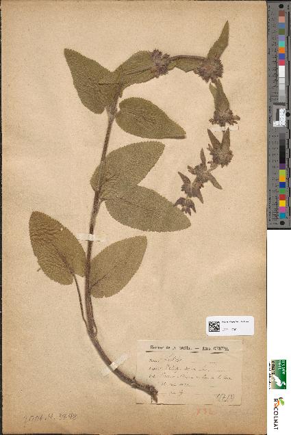 spécimen de Stachys alpina