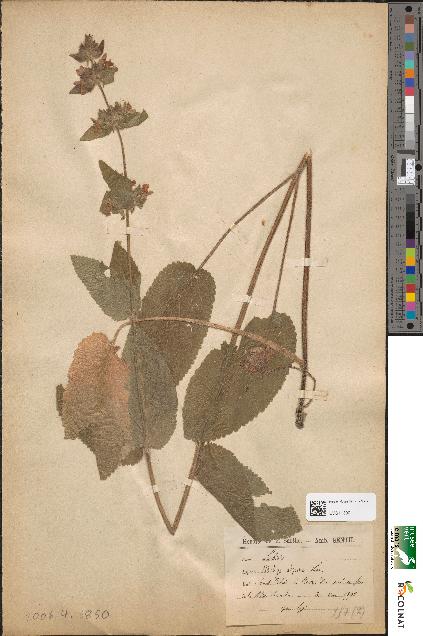 spécimen de Stachys alpina