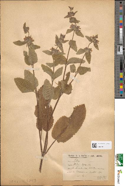 spécimen de Stachys alpina
