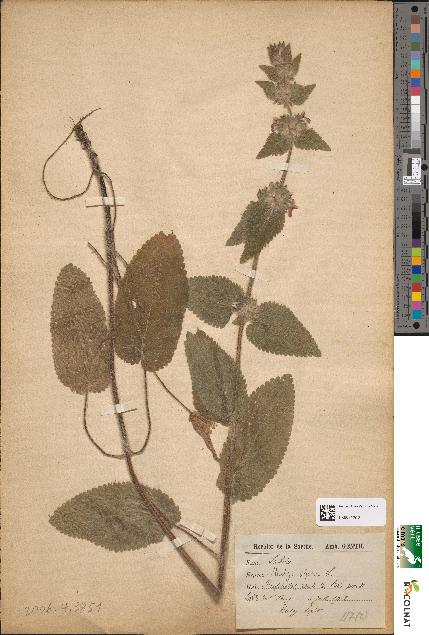 spécimen de Stachys alpina