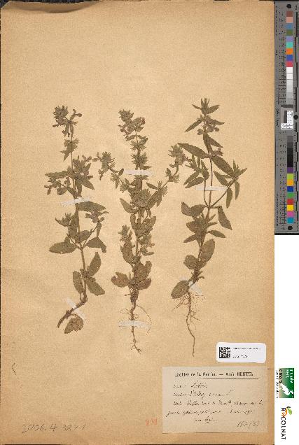 spécimen de Stachys annua