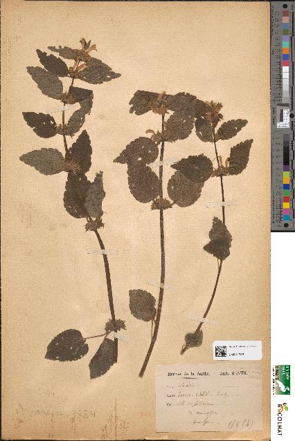 spécimen de Lamium galeobdolon