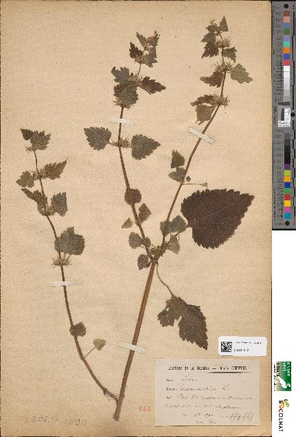 spécimen de Lamium maculatum