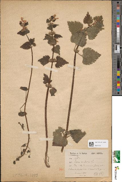 spécimen de Lamium maculatum