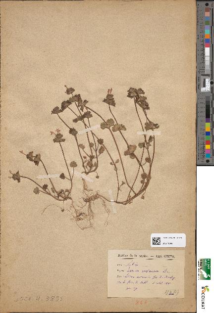 spécimen de Lamium amplexicaule