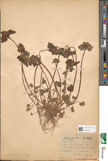 spécimen de Lamium incisum