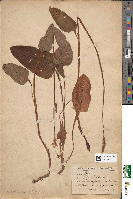 spécimen de Polygonum bistorta