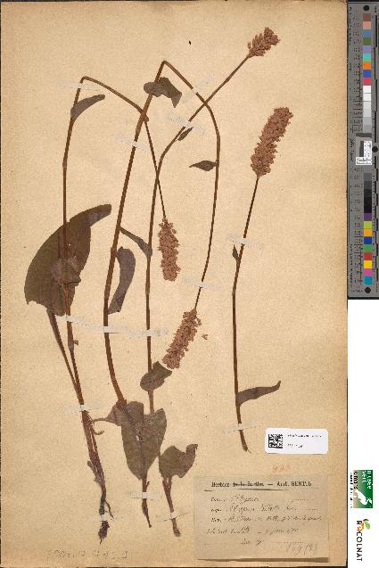 spécimen de Polygonum bistorta