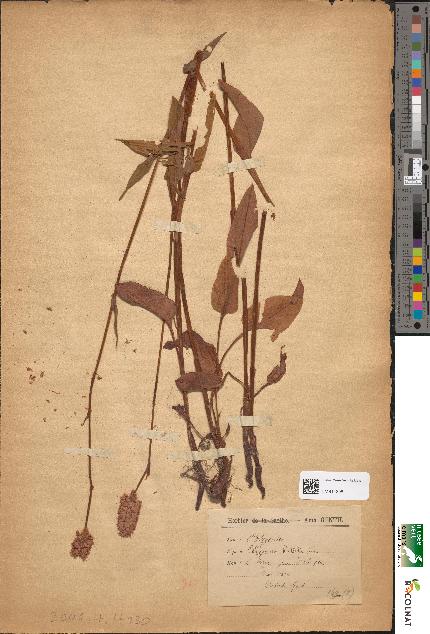 spécimen de Polygonum bistorta