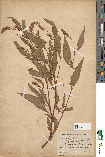 spécimen de Polygonum lapathifolium