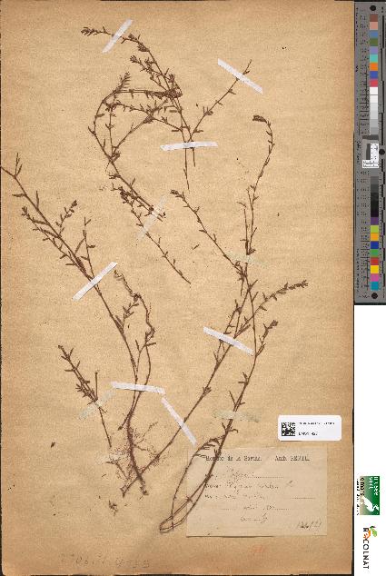 spécimen de Polygonum aviculare