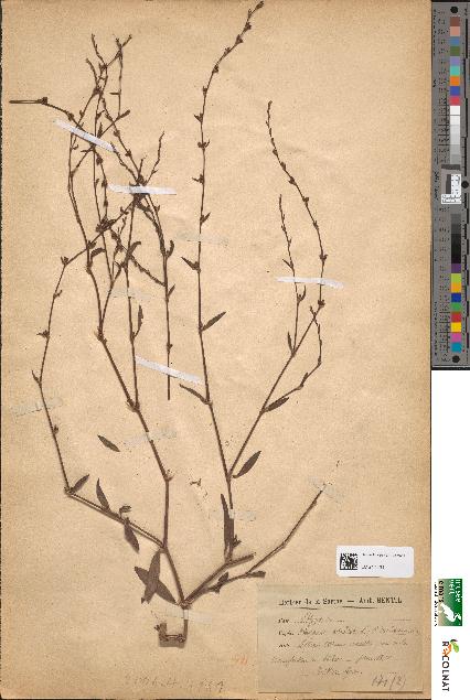 spécimen de Polygonum aviculare