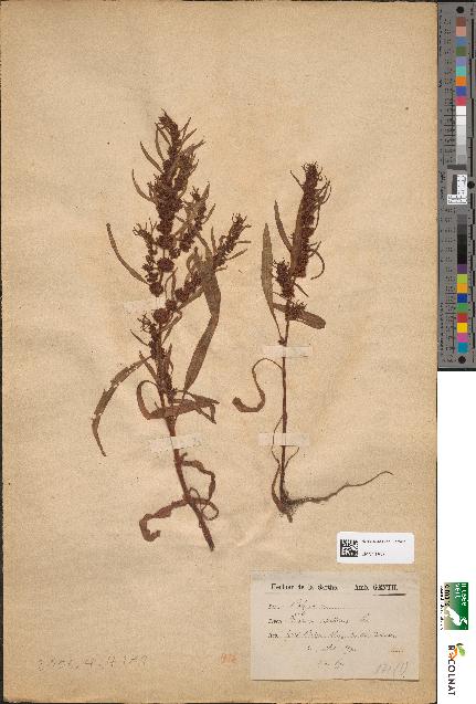 spécimen de Rumex maritimus