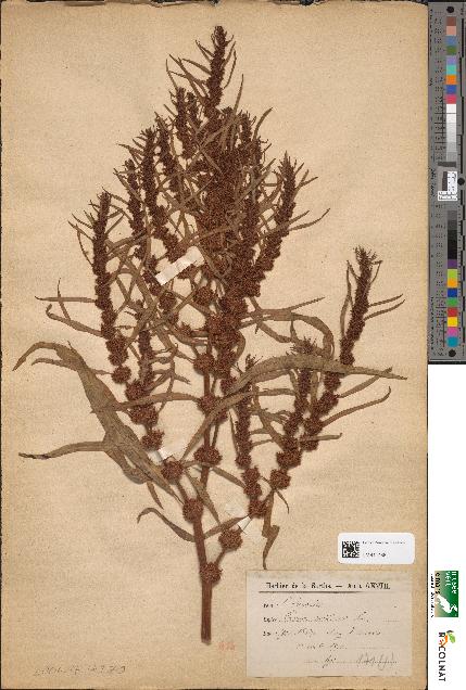 spécimen de Rumex maritimus