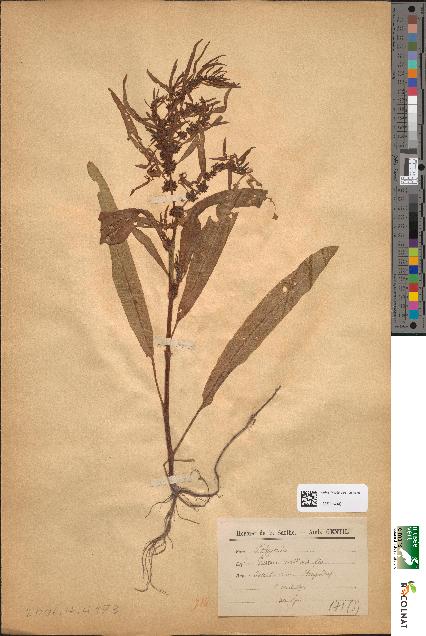 spécimen de Rumex maritimus