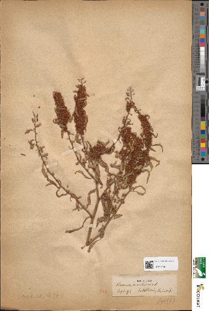 spécimen de Rumex maritimus