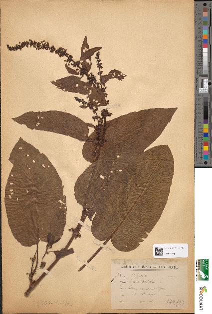 spécimen de Rumex obtusifolius