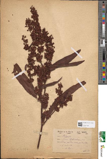 spécimen de Rumex hydrolapathum