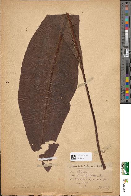 spécimen de Rumex hydrolapathum