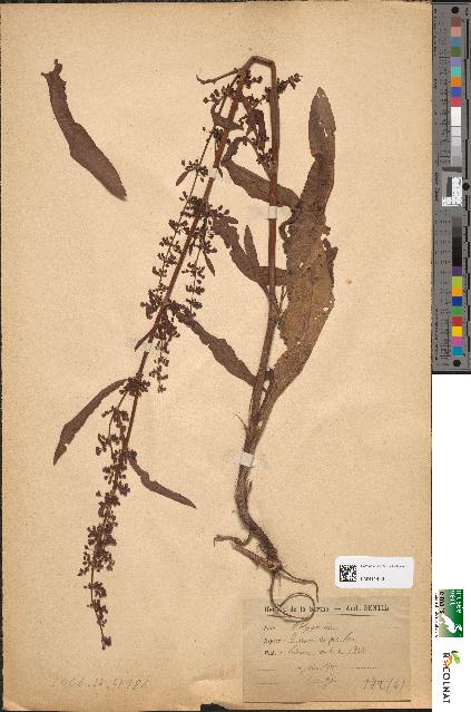 spécimen de Rumex crispus