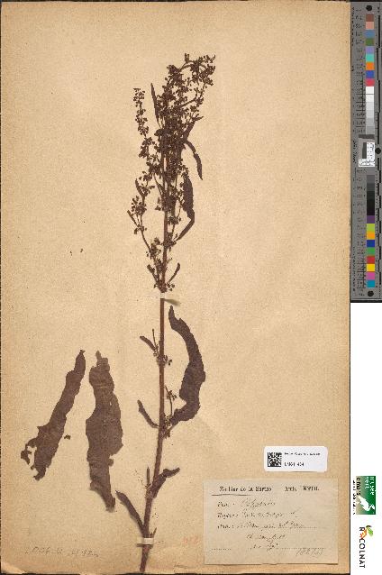 spécimen de Rumex crispus