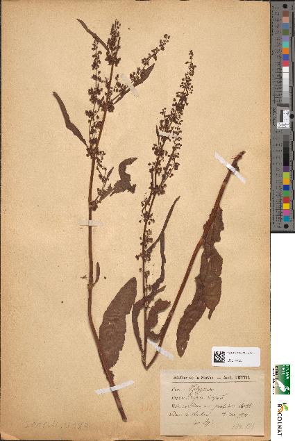 spécimen de Rumex crispus