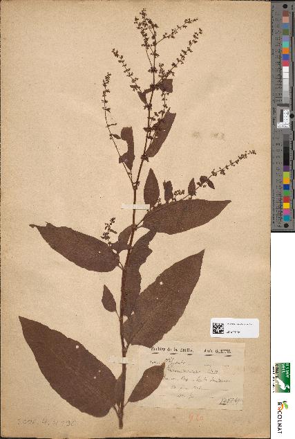 spécimen de Rumex nemorosus