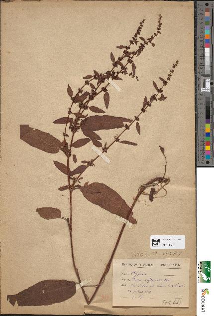 spécimen de Rumex conglomeratus