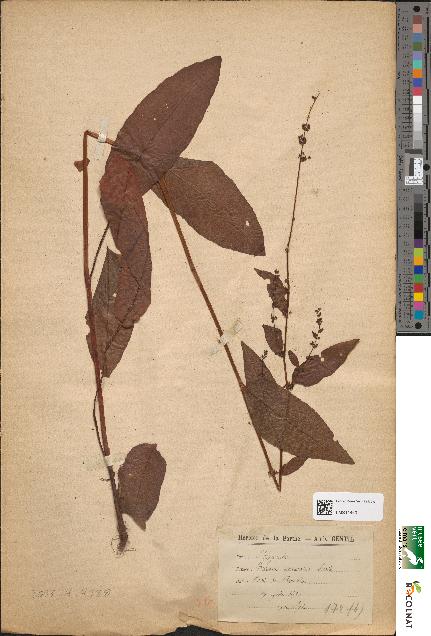 spécimen de Rumex nemorosus