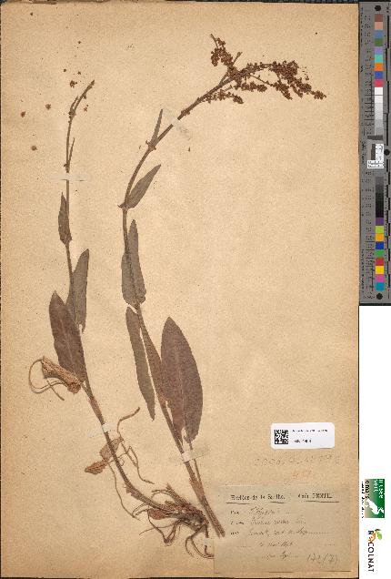 spécimen de Rumex acetosa