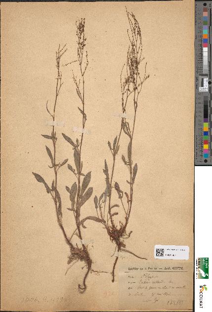 spécimen de Rumex acetosella