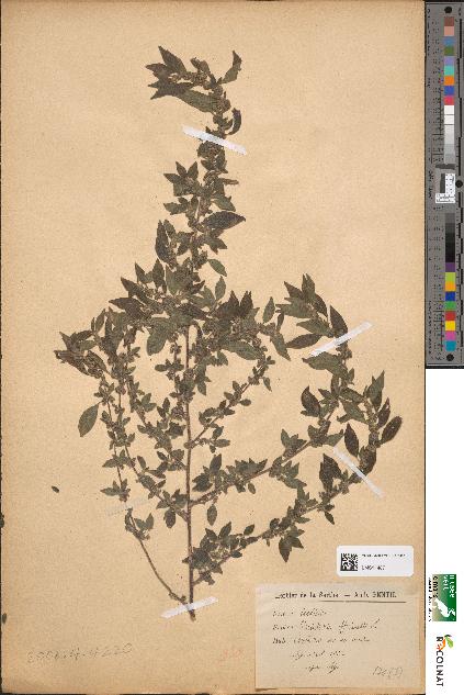 spécimen de Parietaria officinalis