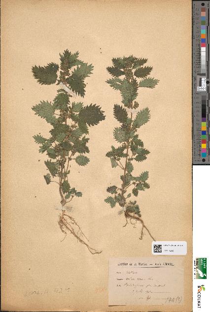 spécimen de Urtica urens