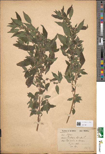 spécimen de Parietaria officinalis