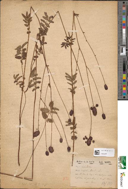 spécimen de Sanguisorba officinalis