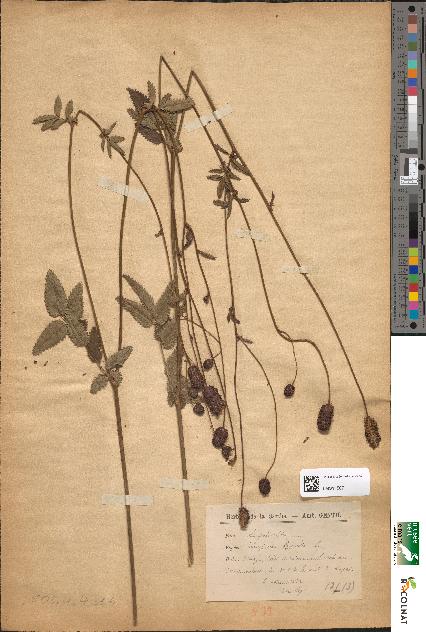 spécimen de Sanguisorba officinalis