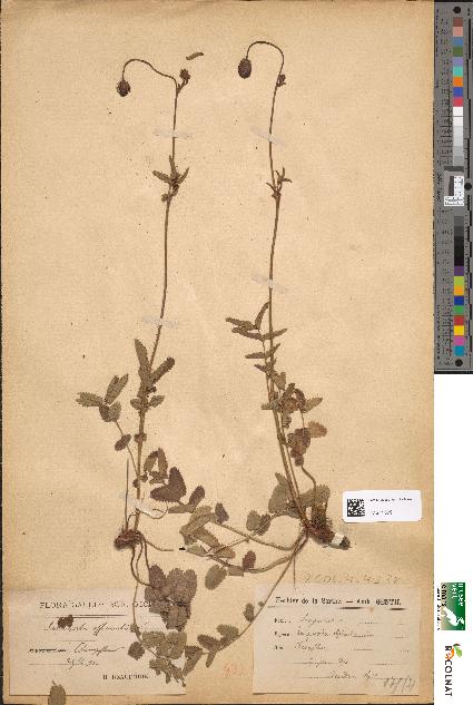 spécimen de Sanguisorba officinalis