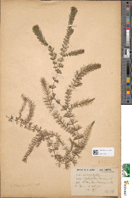 spécimen de Ceratophyllum demersum