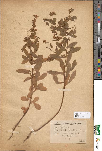 spécimen de Euphorbia platyphyllos