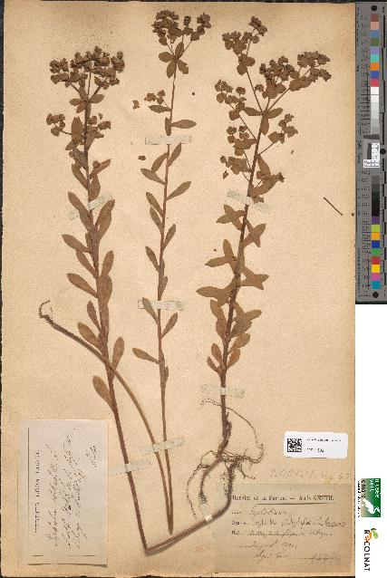 spécimen de Euphorbia platyphyllos