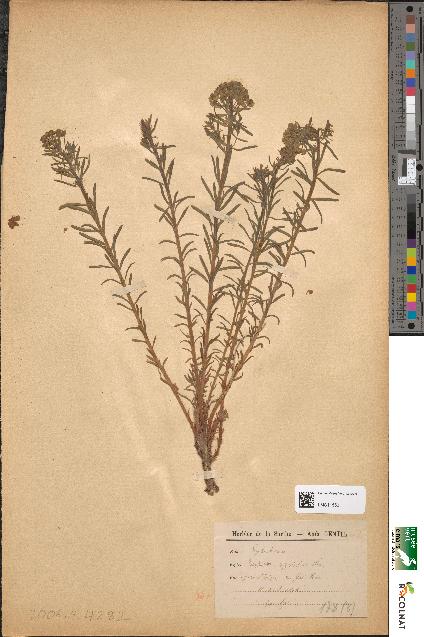 spécimen de Euphorbia cyparissias