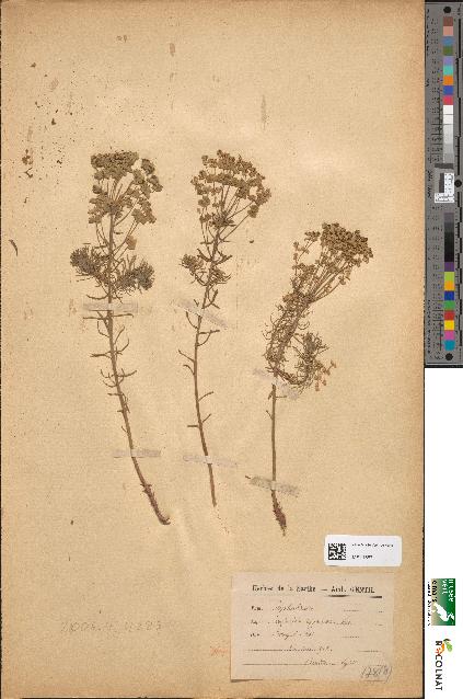 spécimen de Euphorbia cyparissias