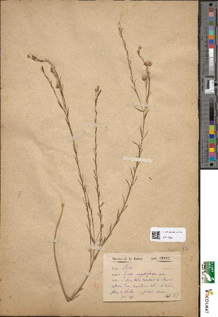 spécimen de Linum angustifolium