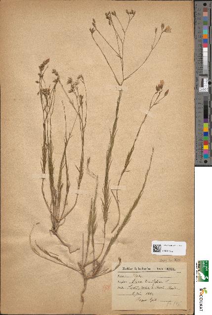 spécimen de Linum tenuifolium